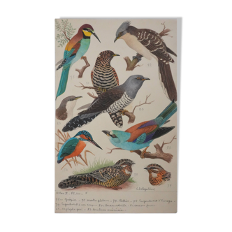 Louis Delapchier: Bee-eater, Roller and Kingfisher, original signed watercolor