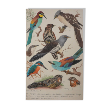 Louis Delapchier: Bee-eater, Roller and Kingfisher, original signed watercolor