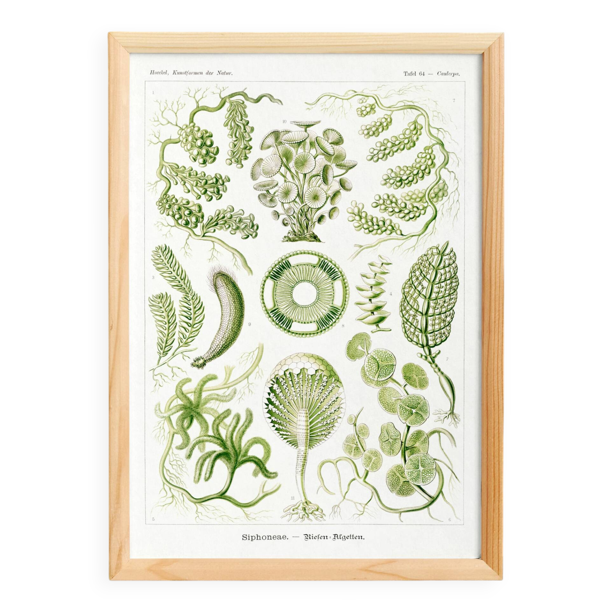 Poster about algae, based on an old lithograph from 1904.