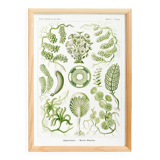 Poster about algae, based on an old lithograph from 1904.