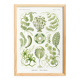 Poster about algae, based on an old lithograph from 1904.