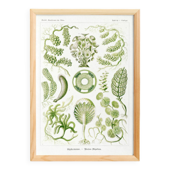 Poster about algae, based on an old lithograph from 1904.