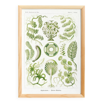 Poster about algae, based on an old lithograph from 1904.