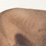 Set of 2 framed chimera lithography animal engraving