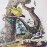 Old engraving from 1838 - Weaver and its nest - Hand-colored plate. zoology and ornithology