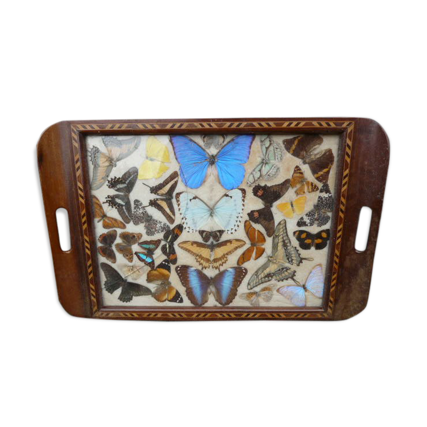 Art Deco tray marquetry butterflies from Brazil