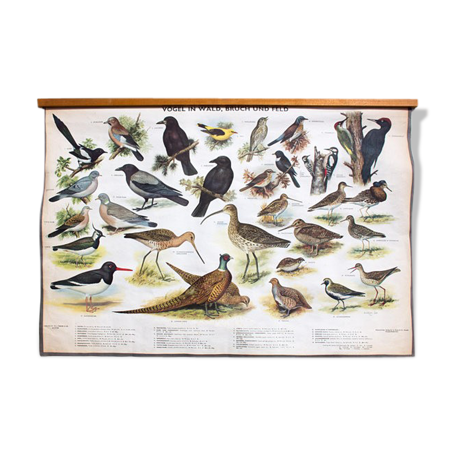 🔎 Poster "Birds in the woods" graphic education 1953