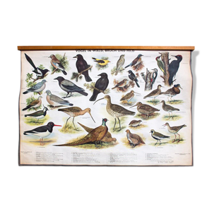 ??Affiche Oiseaux dans le bois