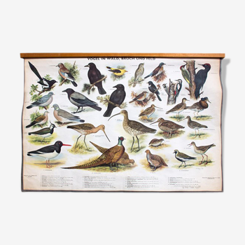 🔎 Poster "Birds in the woods" graphic education 1953