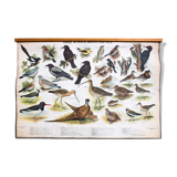 🔎 Poster "Birds in the woods" graphic education 1953