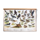 🔎 Poster "Birds in the woods" graphic education 1953