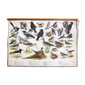 🔎Affiche "Oiseaux dans le bois" l’éducation graphique 1953