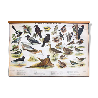 🔎Affiche "Oiseaux dans le bois" l’éducation graphique 1953