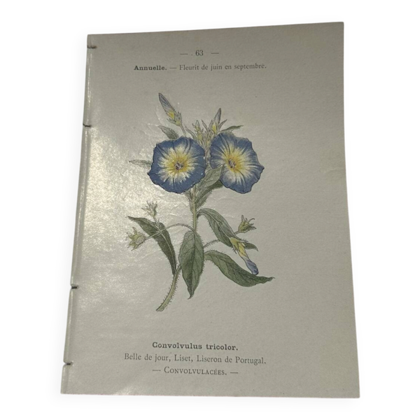 Gravure botanique planche naturaliste 19eme double face