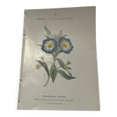 Botanical engraving naturalist plate 19th century double-sided