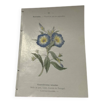 Botanical engraving naturalist plate 19th century double-sided