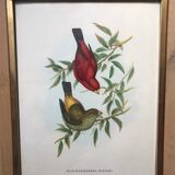 Set of 2 ornithological lithographs