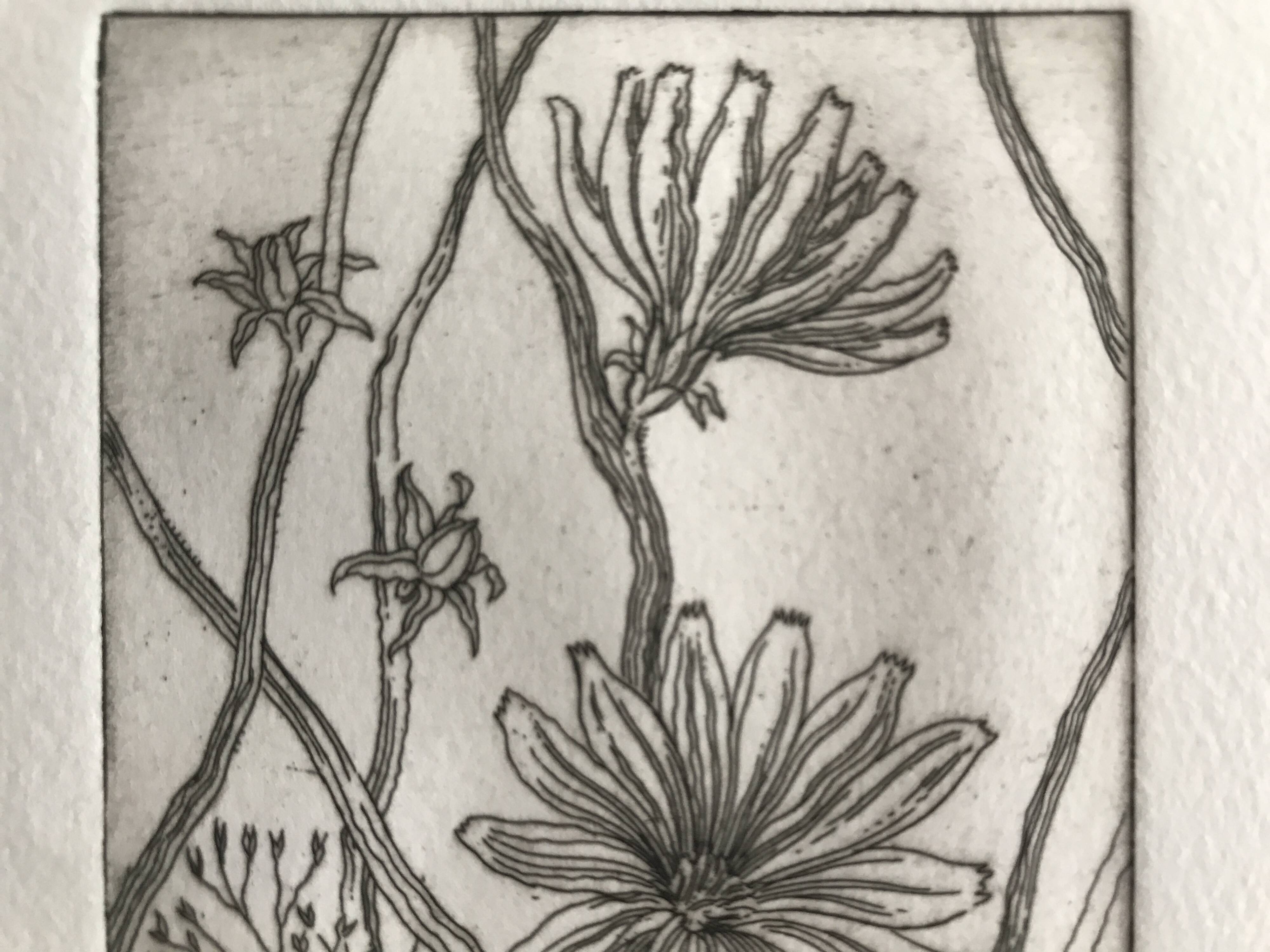 Vilayne hulné, study of clematis, 1984. original etching signed in pencil