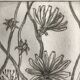 Vilayne hulné, study of clematis, 1984. original etching signed in pencil