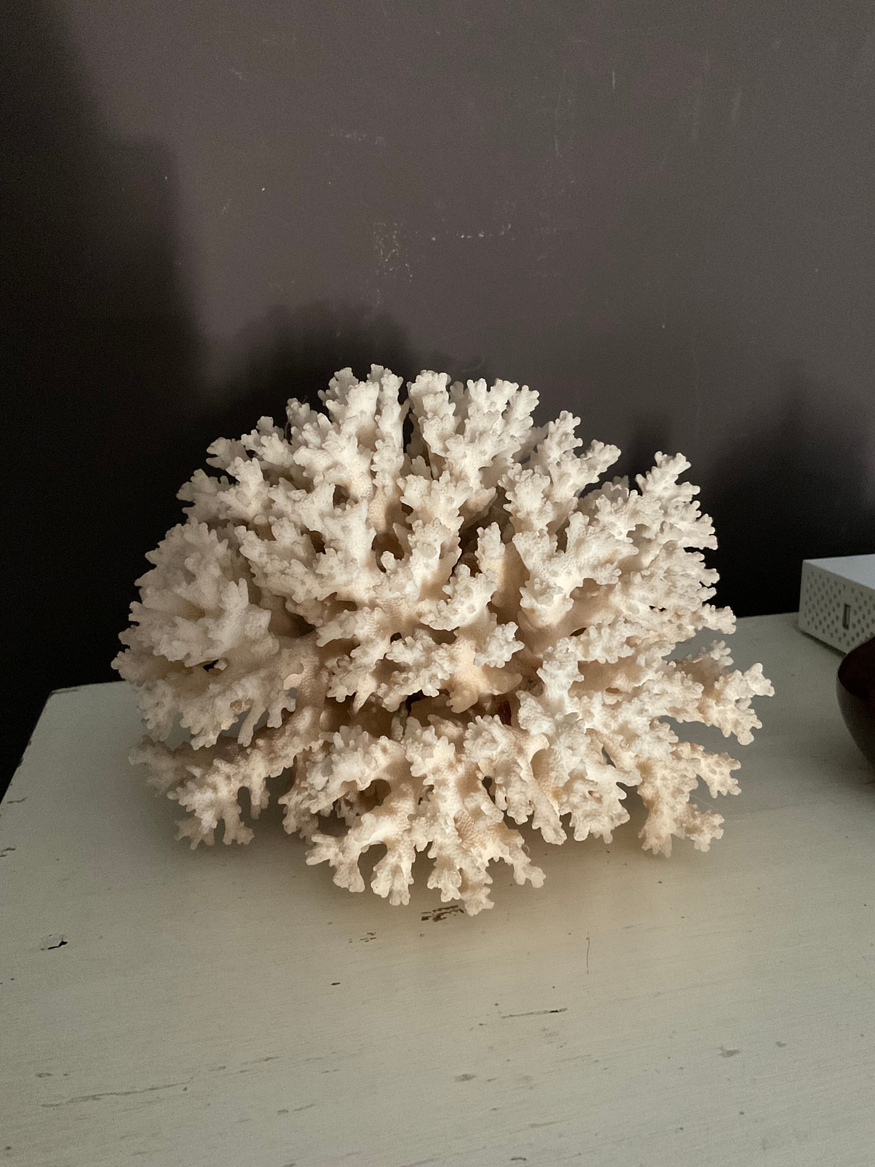 Vintage coral 22 cm