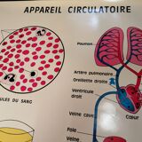 Anatomy School Poster - Vintage