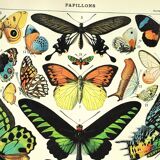 Gravure ancienne 1897 A. Millot - Papillons exotique, insectes, entomologie