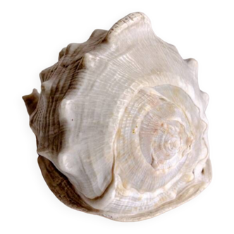 Shellfish
