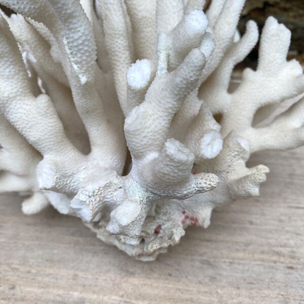 Corail elkhorn, corail corne de cerf