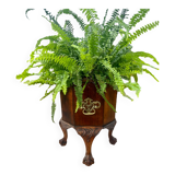 Magnificent mahogany planter