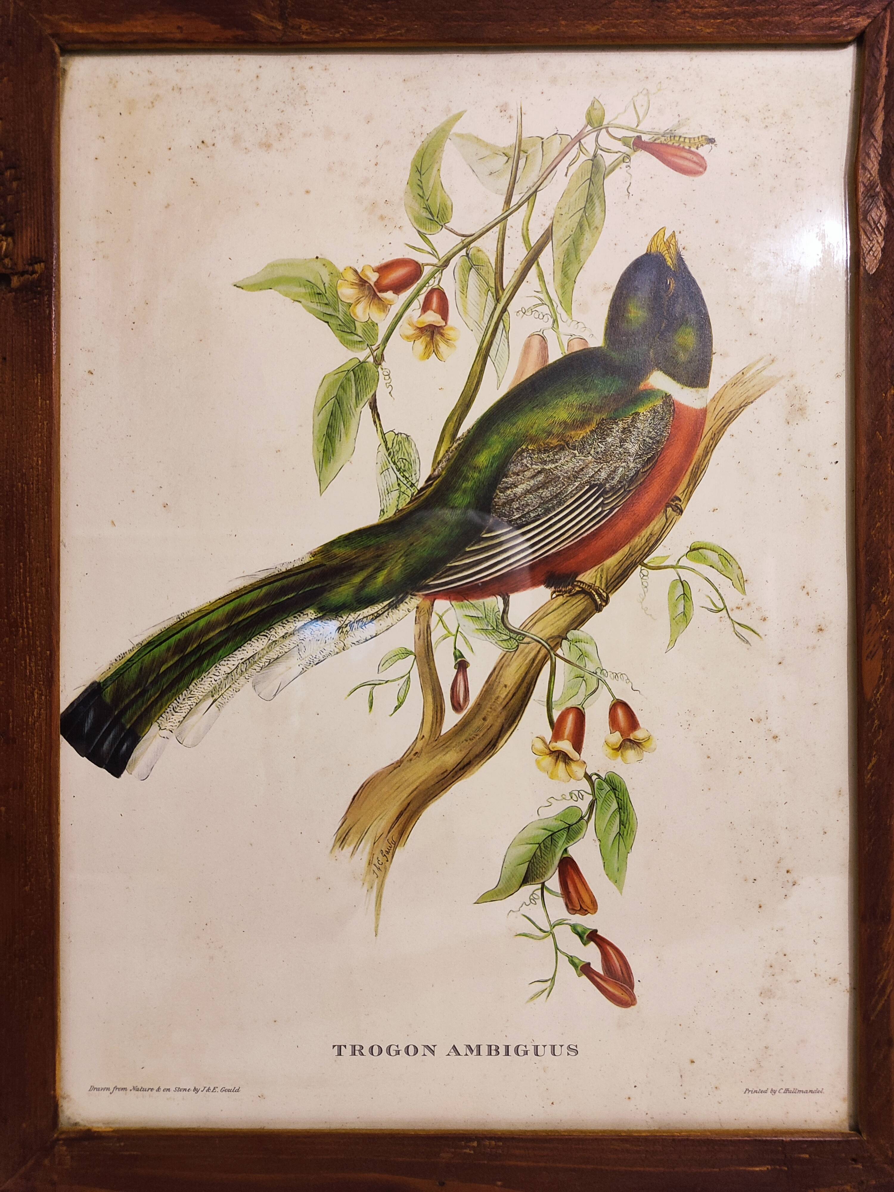 Gould lithograph enhanced hand Trogon ambiguus