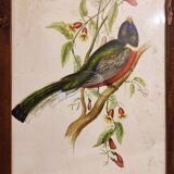 Gould lithograph enhanced hand Trogon ambiguus