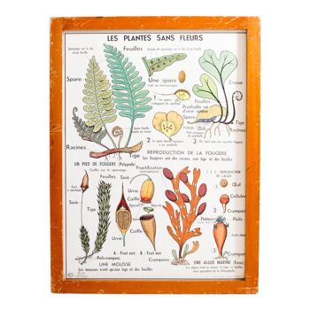 School poster Plants without flowers/ wheat, gramine