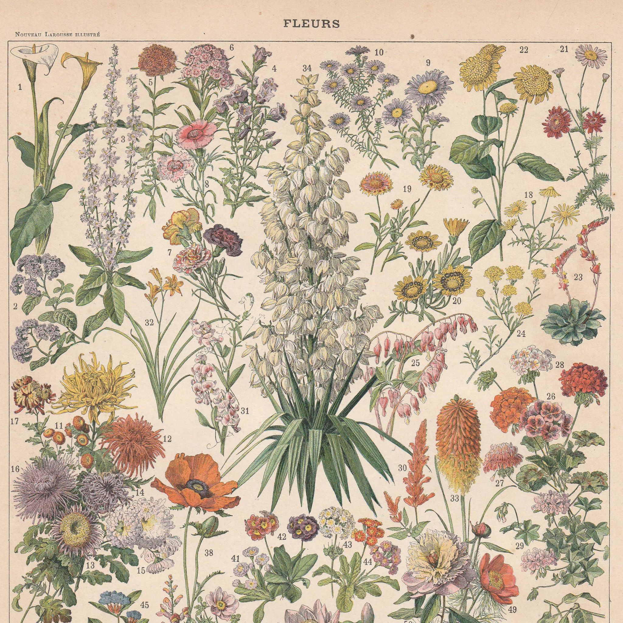 Old plate on flowers 1897