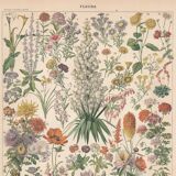 Planche ancienne sur les fleurs 1897