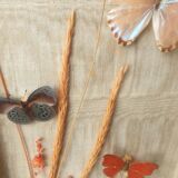 Butterflies under frame