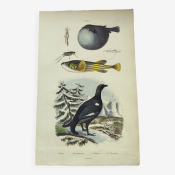Old engraving from 1838 - Tetras and fish - Zoological hand-colored plate. Original.