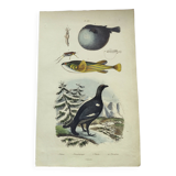 Gravure ancienne de 1838 -Tetras et poissons- Planche coloriée à la main zoologique. Original.