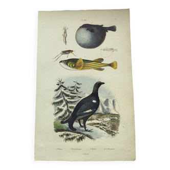 Gravure ancienne de 1838 -Tetras et poissons- Planche coloriée à la main zoologique. Original.