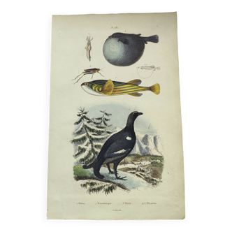 Old engraving from 1838 - Tetras and fish - Zoological hand-colored plate. Original.