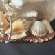 Lamp night light shell conch 1950 cabinet of curiosities seaside
