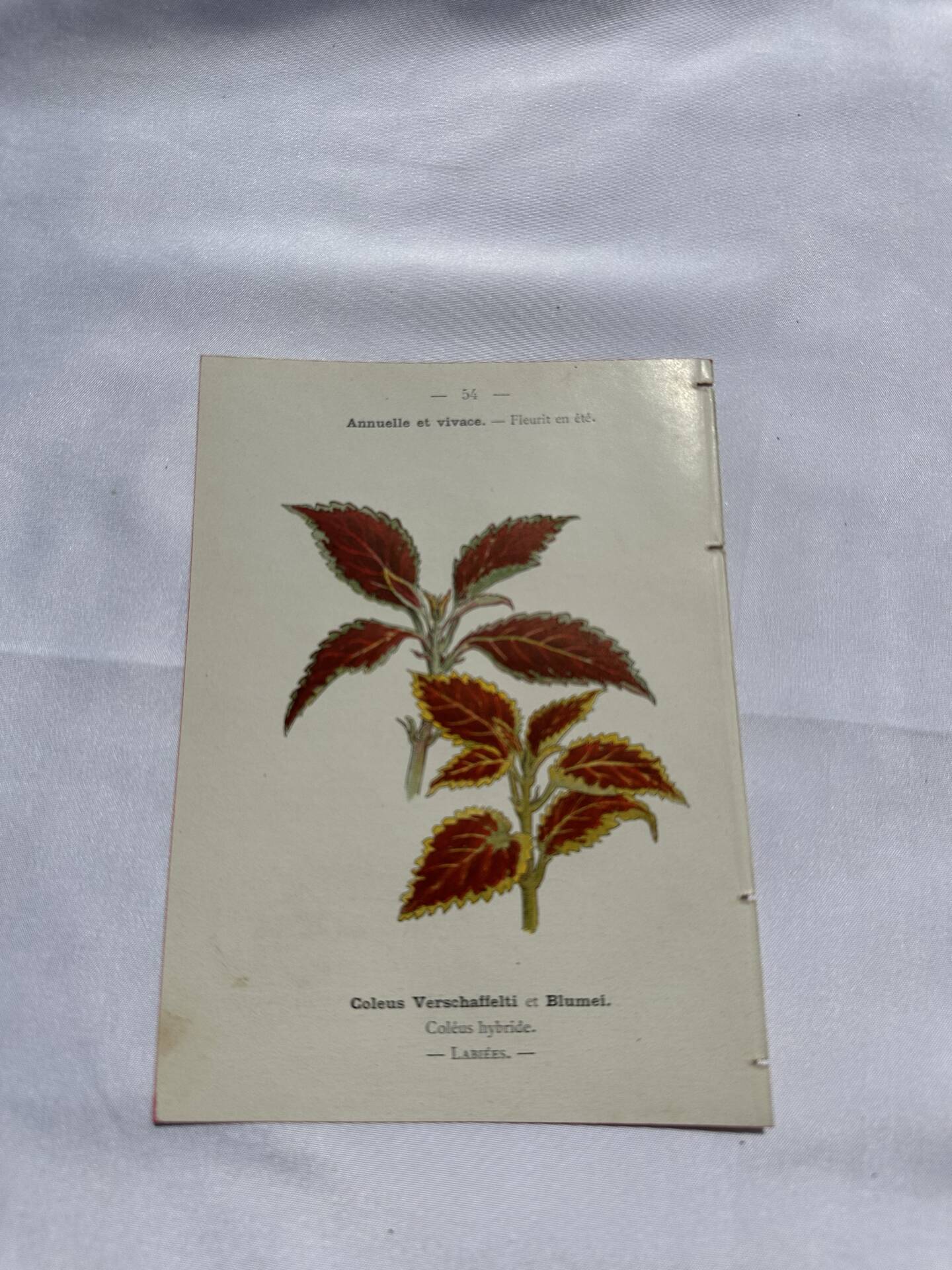 Planche botanique gravure florale naturaliste 19eme