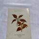 Planche botanique gravure florale naturaliste 19eme