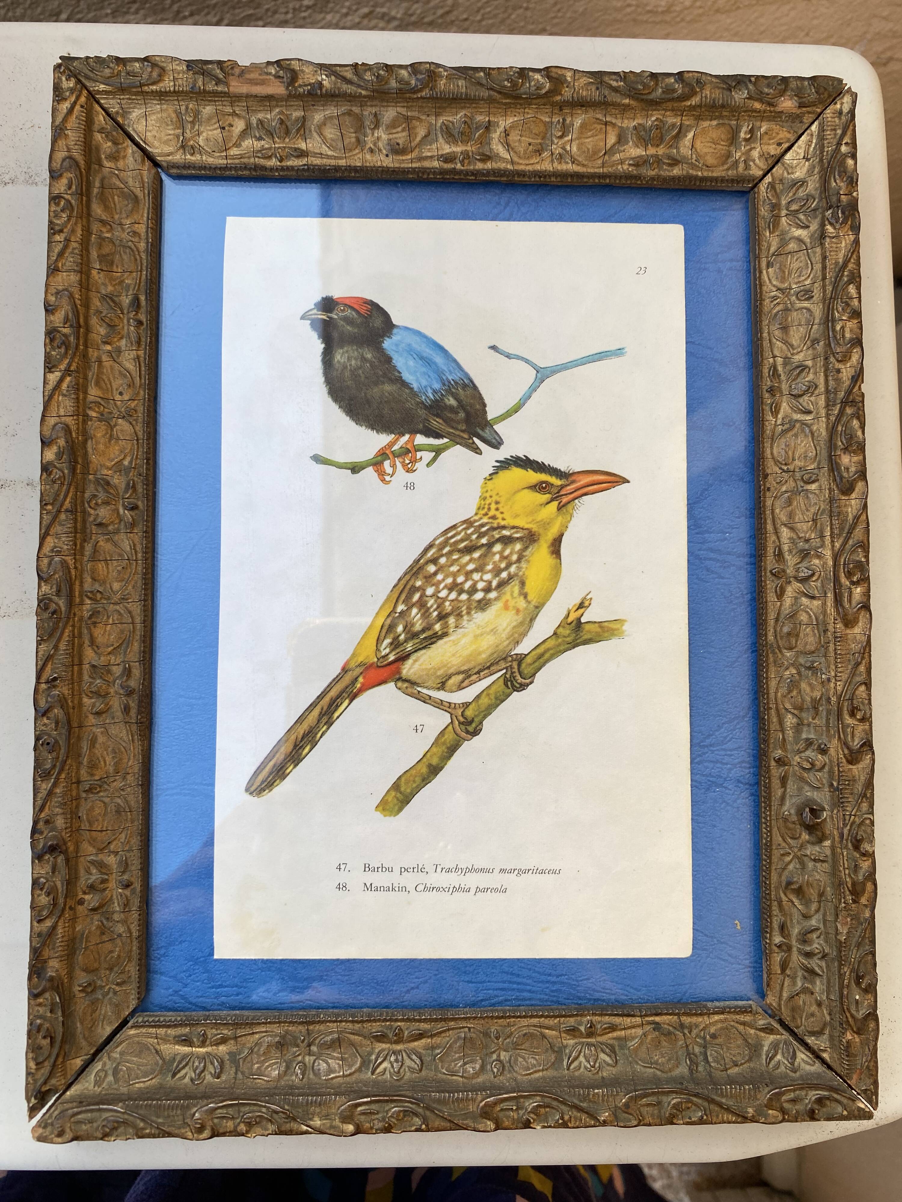 Ornithological frame “cage birds”.