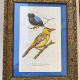 Ornithological frame “cage birds”.