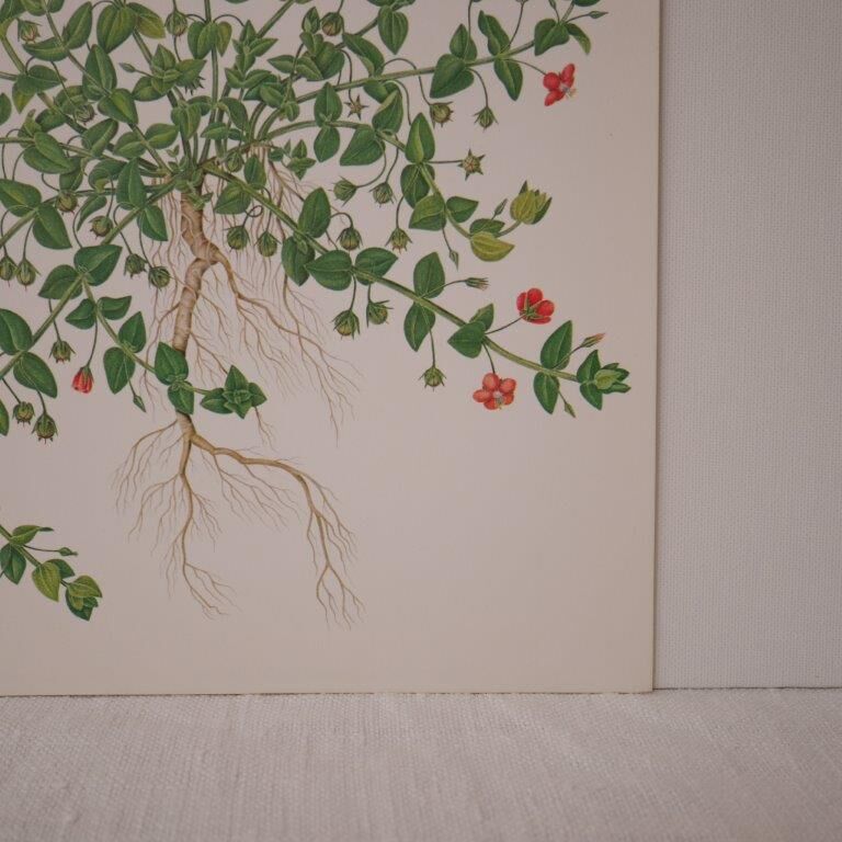 Botanical board Mouron des champs