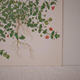 Botanical board Mouron des champs