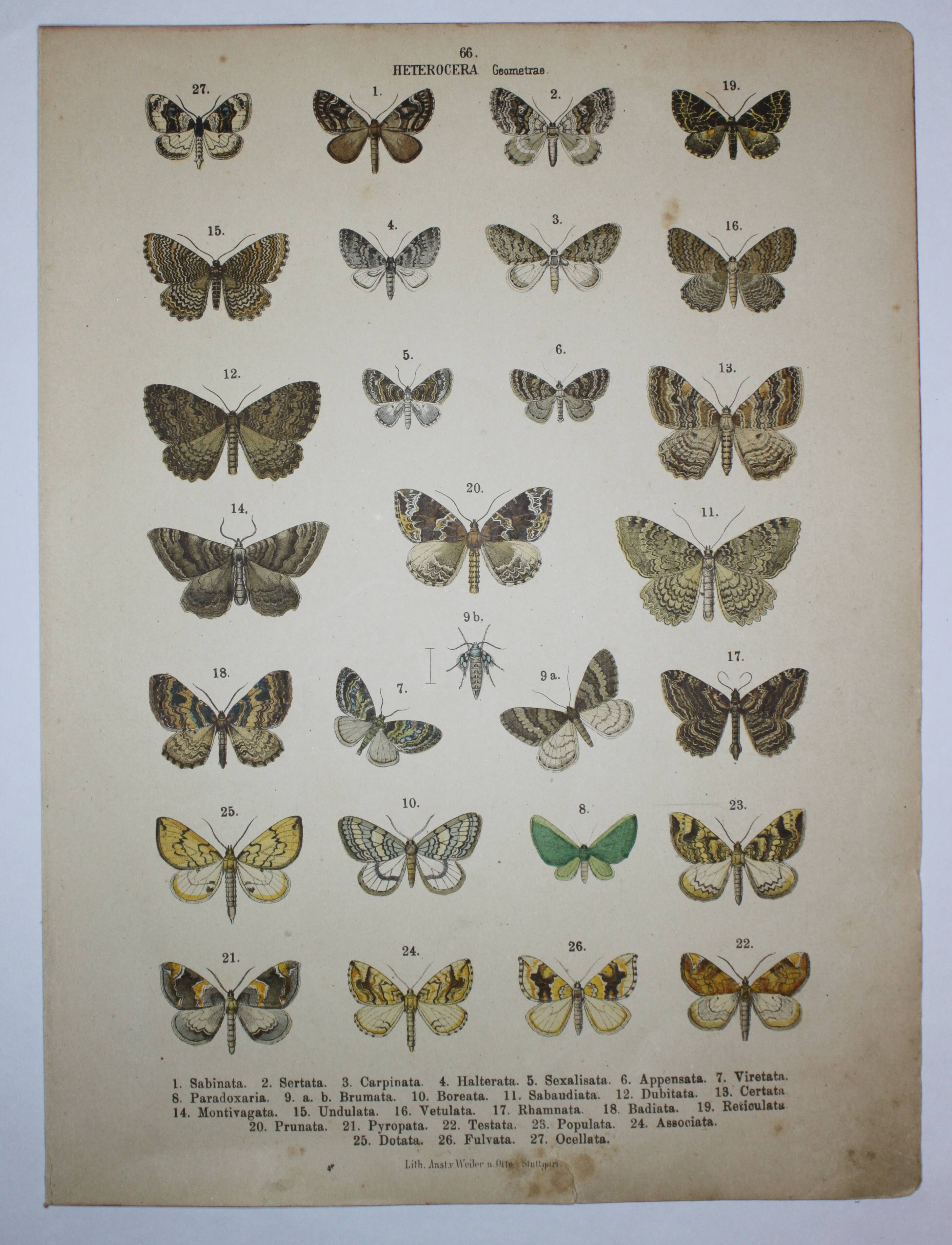 Old engraving of Butterflies - Lithograph from 1887 - Sabinata - Original illustration