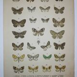 Old engraving of Butterflies - Lithograph from 1887 - Sabinata - Original illustration