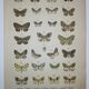 Gravure ancienne de Papillons - Lithographie de 1887 - Sabinata - Illustration originale
