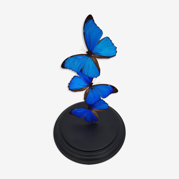 Dome of 3 naturalized butterflies of fine quality morpho didius